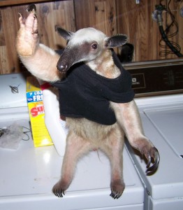 Everybody loves pet anteaters